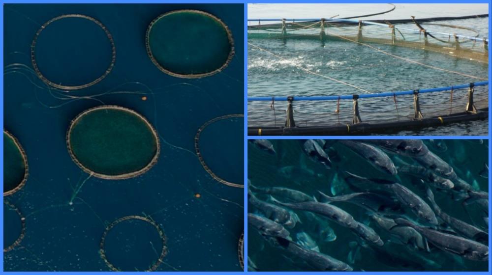 Kimargo Fishfarm