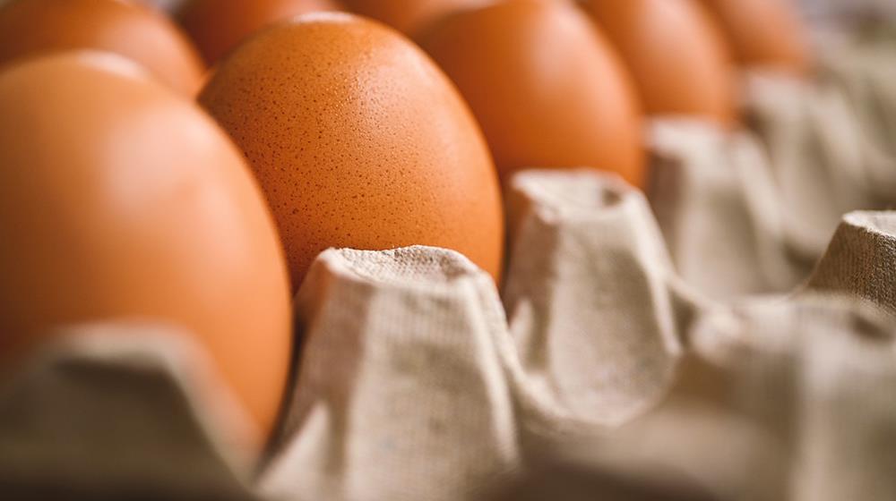 eggs