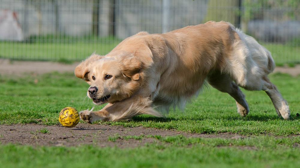 dog shelter