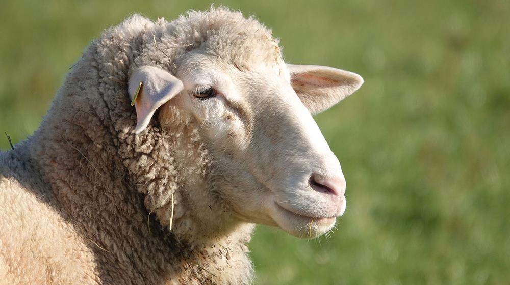 sheep
